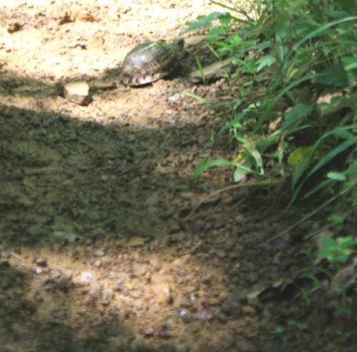 Tar Trail Turtle