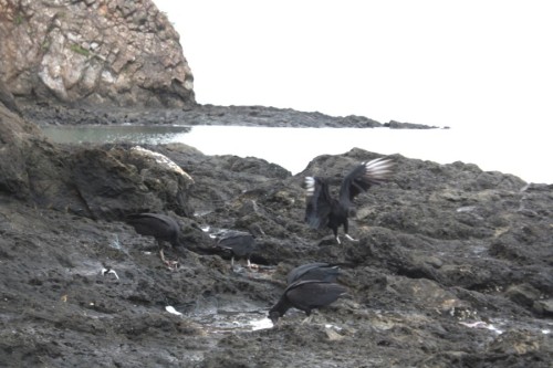 Dead Fish. Living Vultures