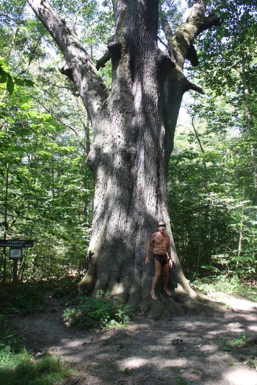 Big Oak, Small Person